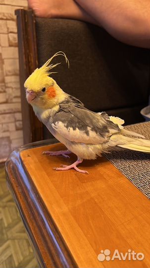 Попугай с клеткой карелла