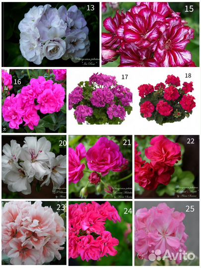 Пеларгония герань сортовая