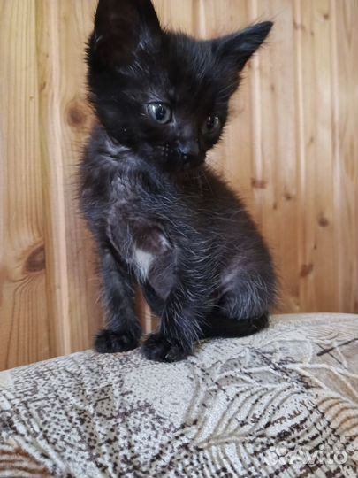 Кошка в дар