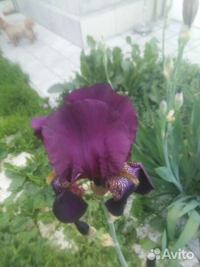 Ирисы