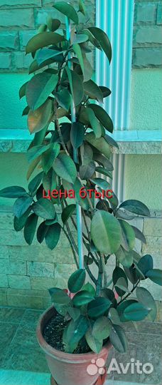 Комнатные цветы