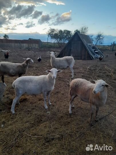 Овцы катумские, бараны, курдючные