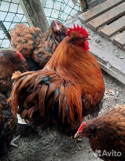 Петушки породистые