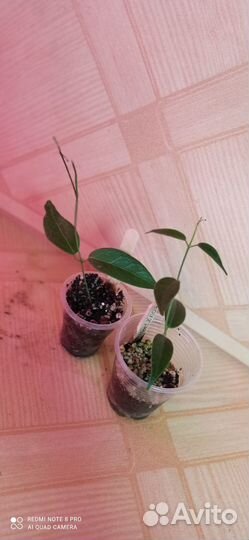 Редкие хойи