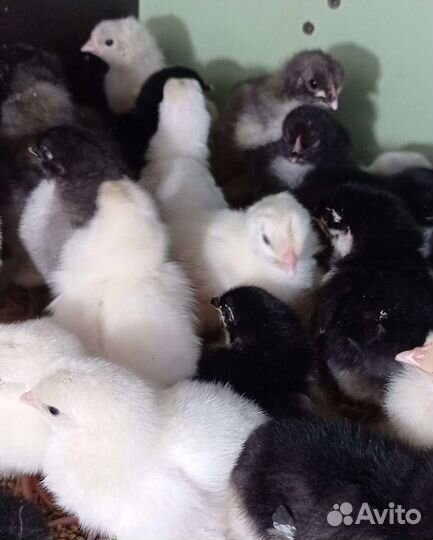 Цыплята и ия от домашних кур.мараны леггорны