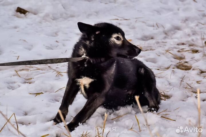 Собака в очках