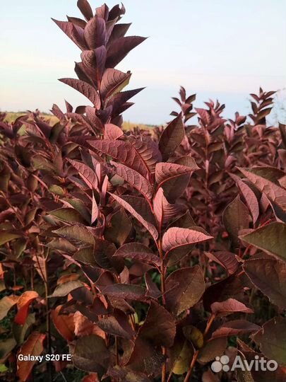 Черёмуха краснолистная