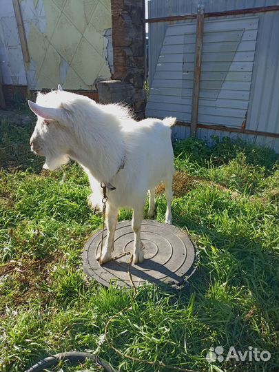 Козел зааненский. Покрытие