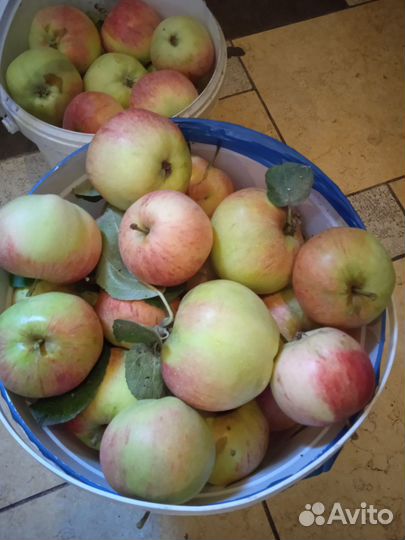 Яблоки домашние