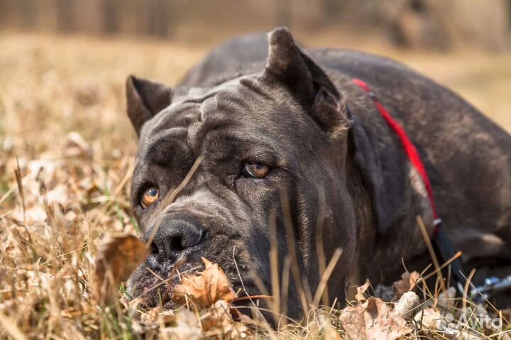 Щенки кане Корсо