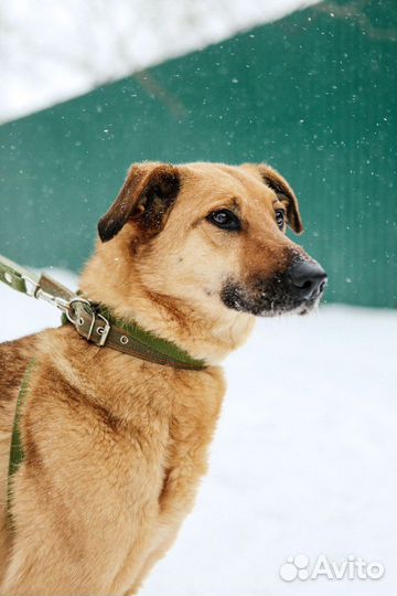 Добрейшая собака ищет дом