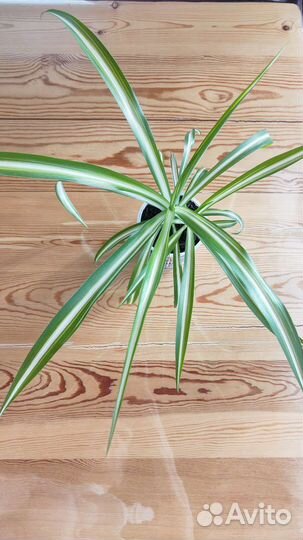 Хлорофитум полосатый