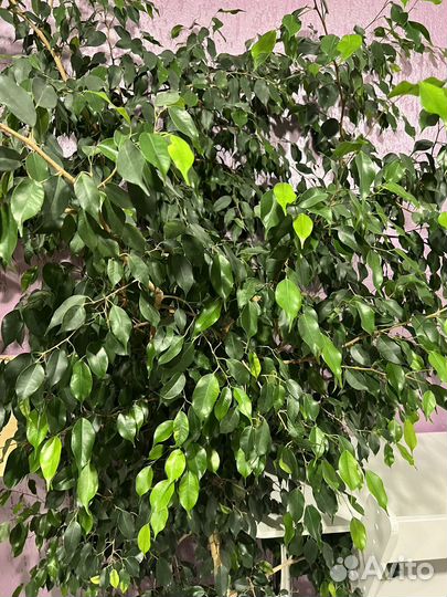 Фикус бенджамина