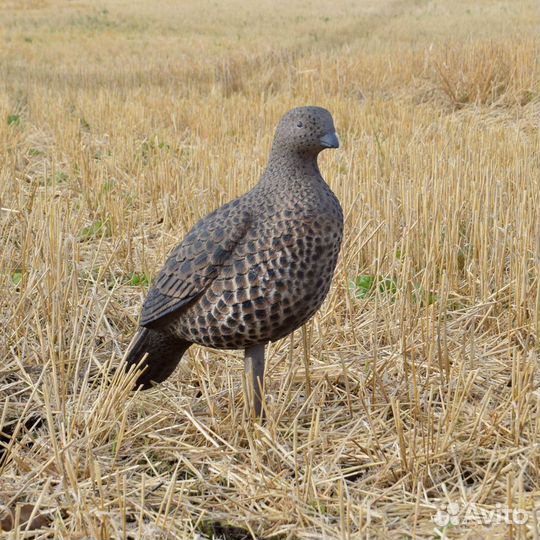 Чучело тетерева для охоты