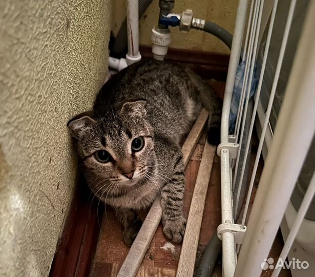 Кошечки вислоухие