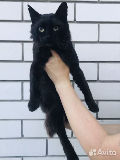 Черный Котик ищет семью