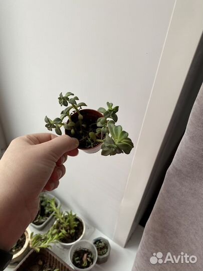 Суккуленты