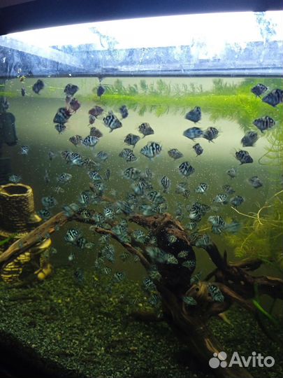 Аквариумные рыбки