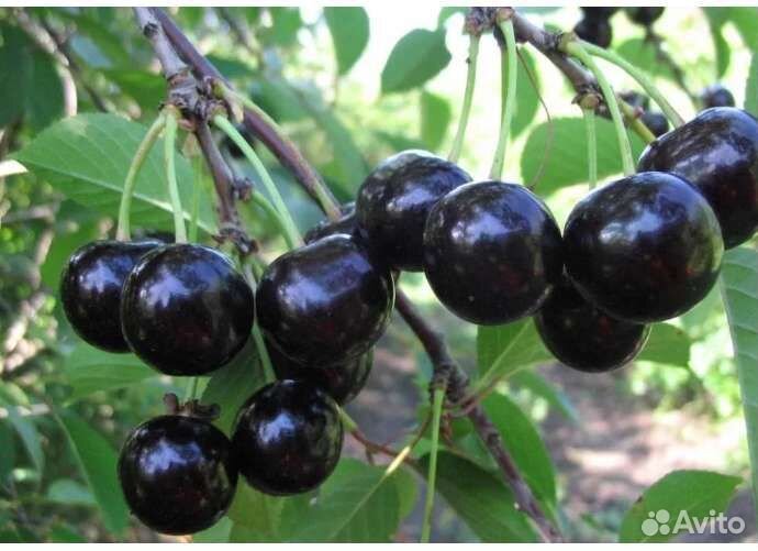 Вишня Шоколадница