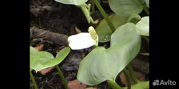 Белокрыльник (калла болотная)