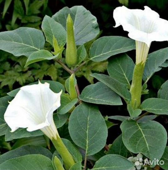 Семена дурмана(Datura)
