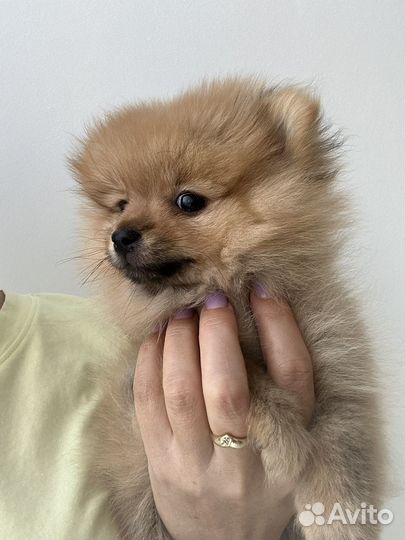 Шпиц мини девочка