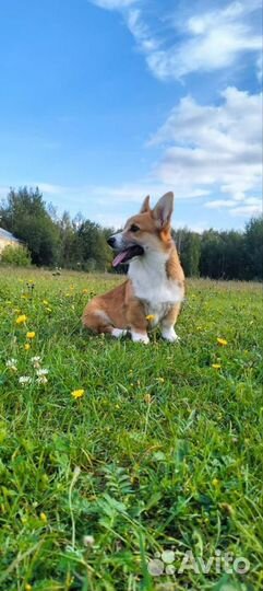 Щенки корги
