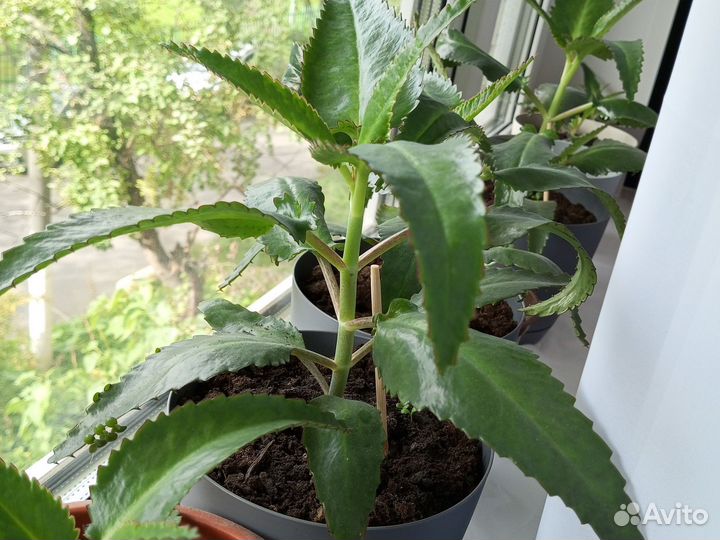 Каланхоэ лечебное