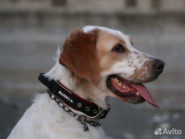 Ошейники для собак Baddi (35-45 см)