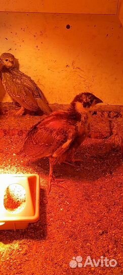 Румынский фазан