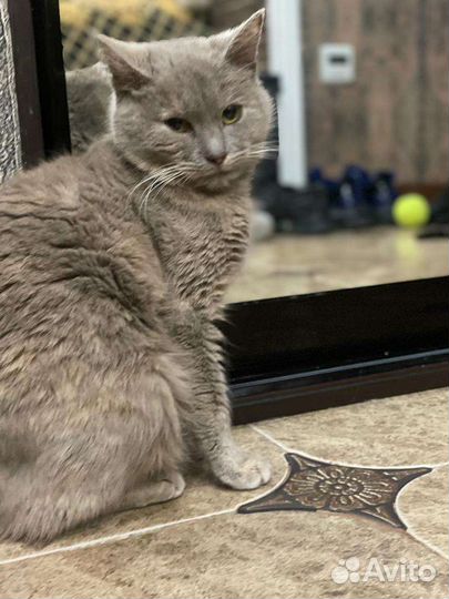 Кошки в добрые руки бесплатно