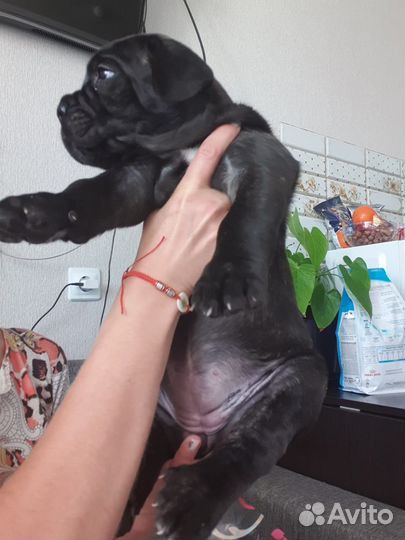 Щенки кане Корсо