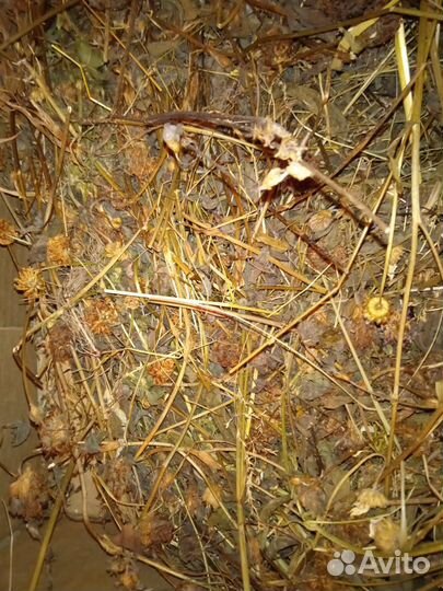 Сухие травы, ягоды, веточки