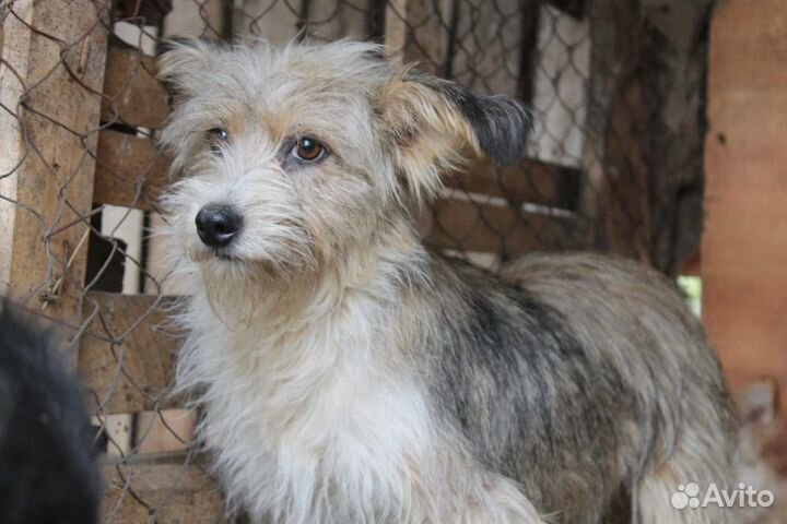 Собаки в добрые руки