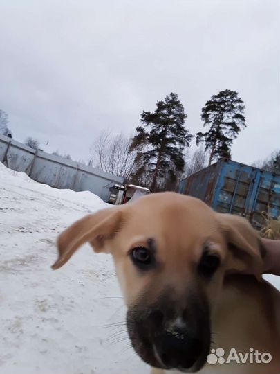 Щенок для дома