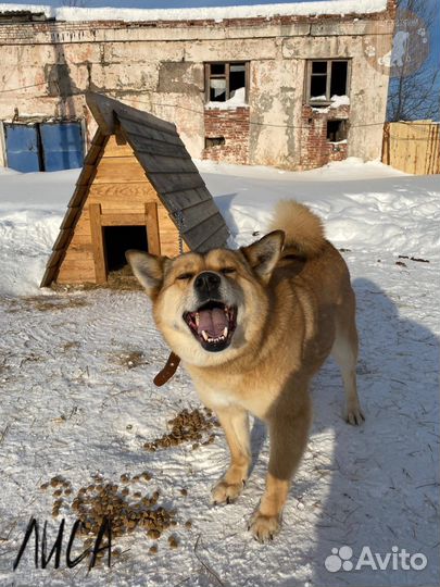 Собака в добрые руки