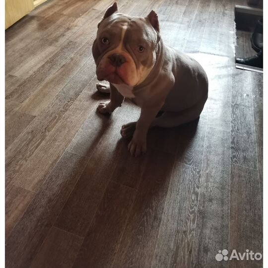 Вязка Американский булли