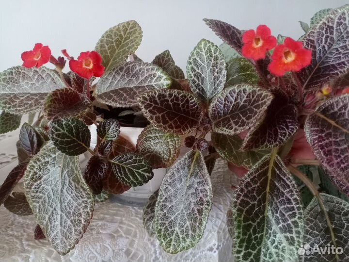 Эписция 6 сортов