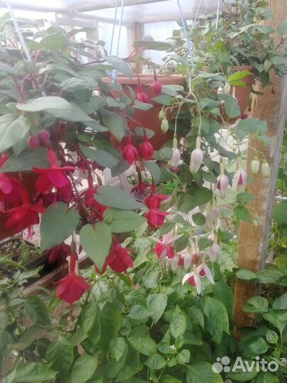 Вегетативные цветы