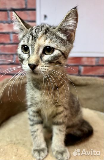 Котенок девочка Мия 3 мес ищет дом