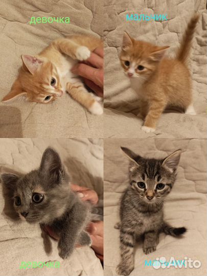 Котята в добрые руки