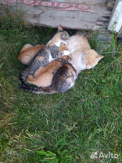 Котята в добрые руки