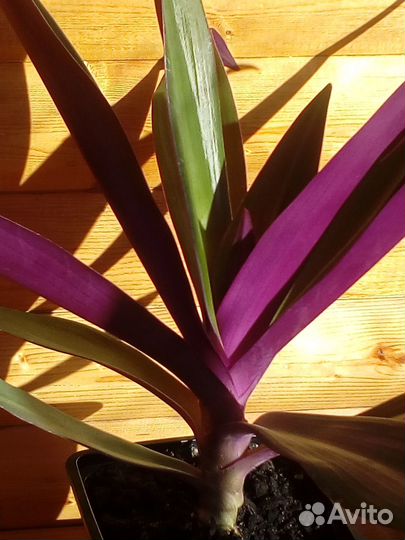 Комнатные растения цветы