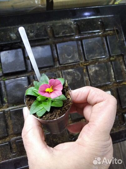 Калибрахоа черенки укорененные