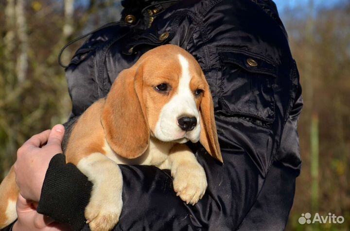 Щенки бигль