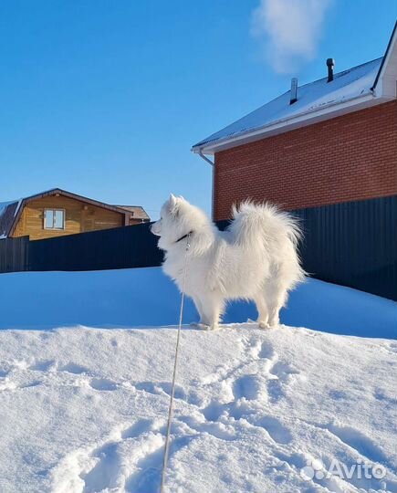 Передержка собак
