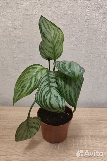 Аглаонема Страйпс