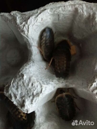 Аргентинский таракан (Блапика дубия)