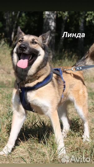 Собака из приюта