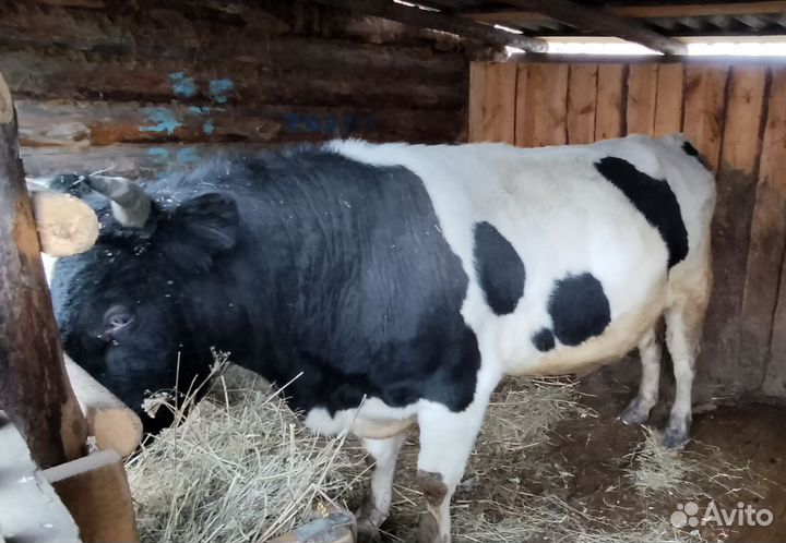 Бык на мясо или живым весом